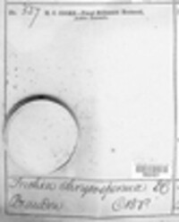Trichia chrysosperma image